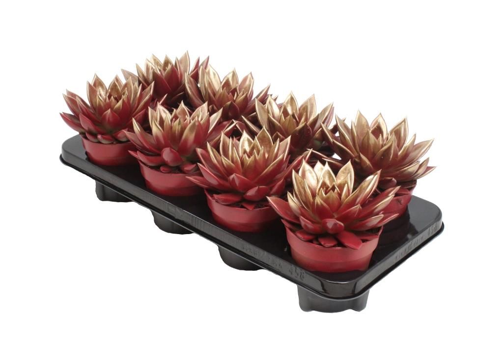 Miranda bicoloured red/gold, D 12