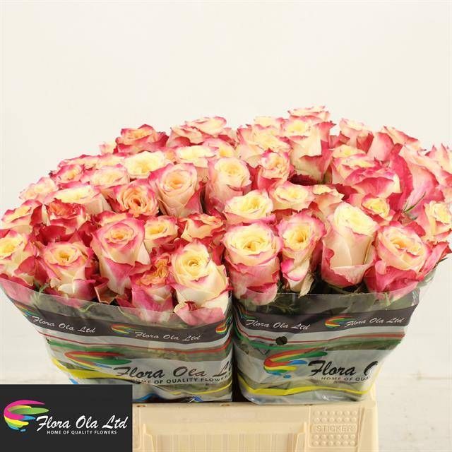 Роза од. Чапю 40, шт.