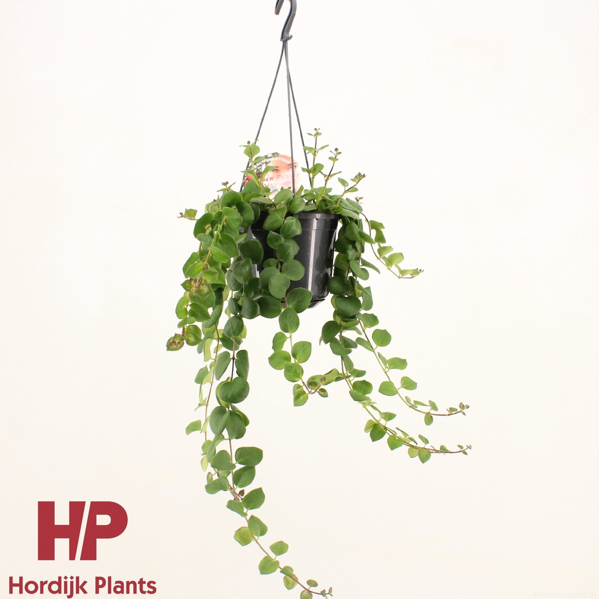 Aeschynanthus Pink Polka Groen, D 15