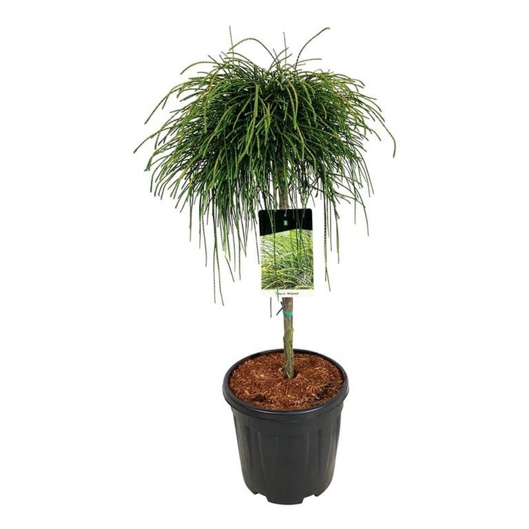 Thuja pl. 'Whipcord', D 32