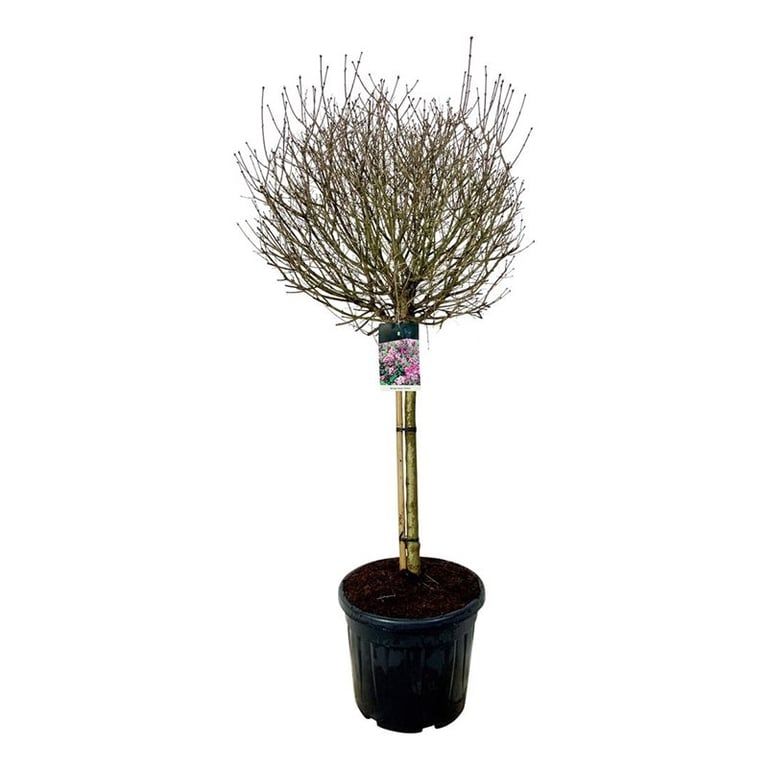 Syringa meyeri 'Palibin', D 50 cm Syringa meyeri 'Palibin', D 50 cm