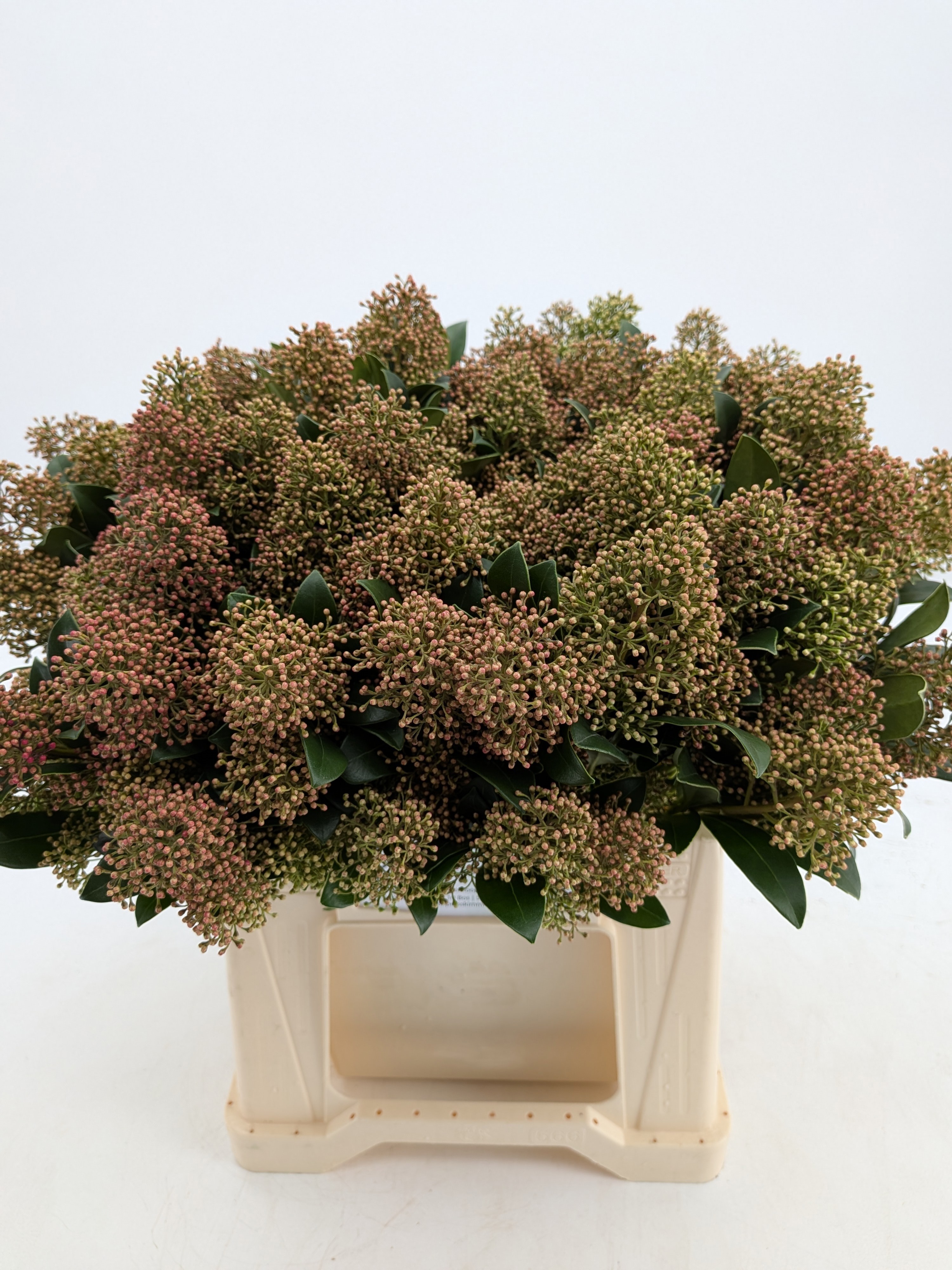 Скимия Сноу Вайт за пучок 45, пуч.