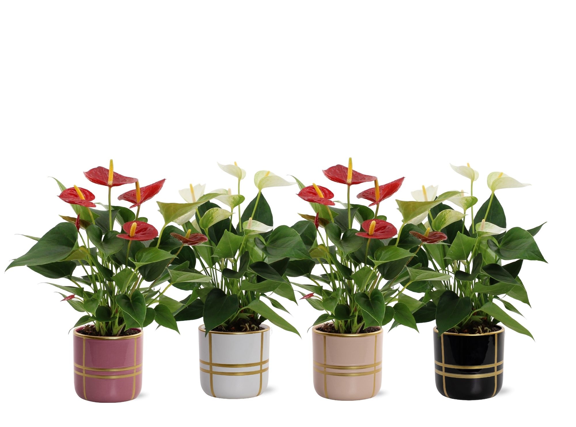 Anthurium Red & White mix in Lauri ceramics, D 12 cm