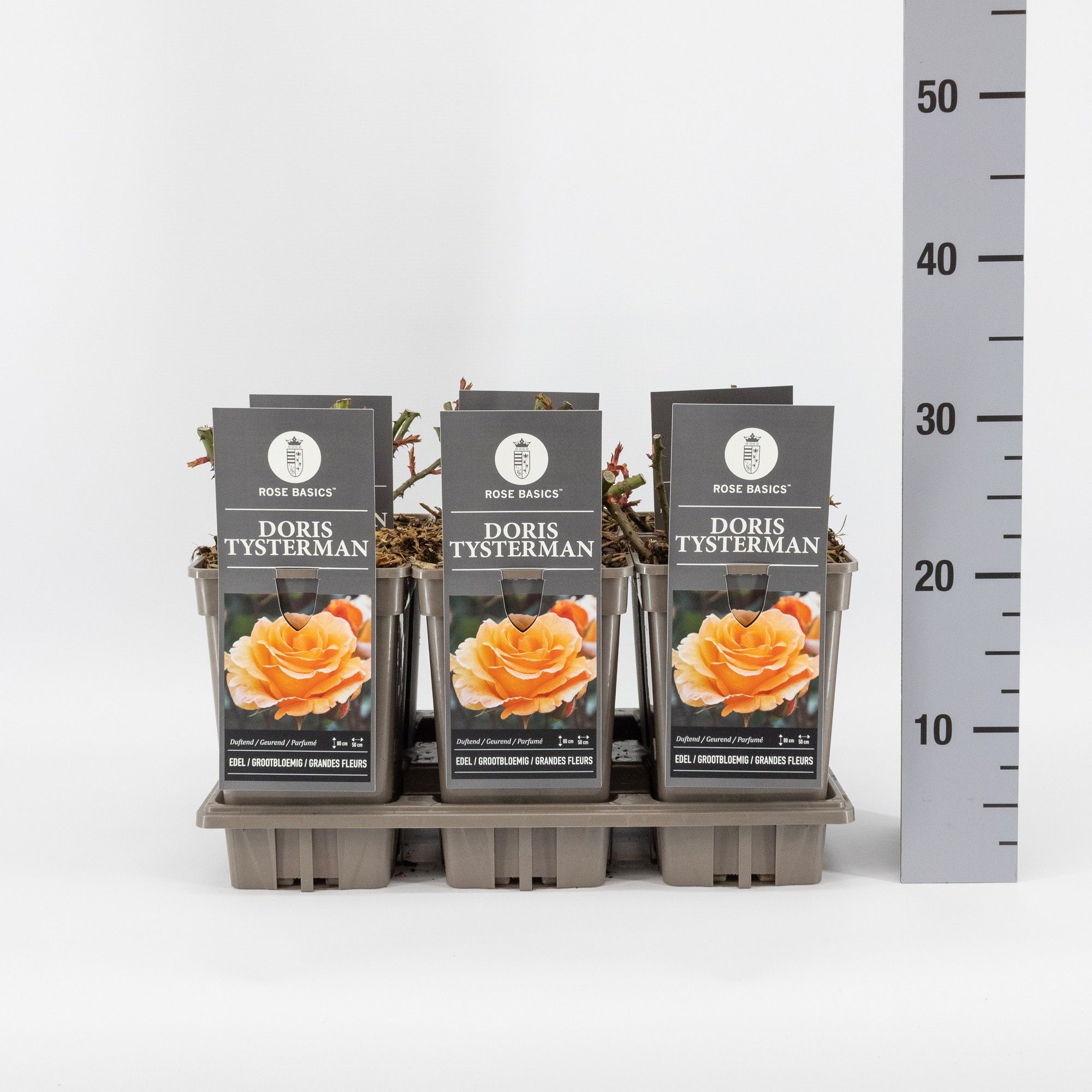 Rosa (TH) Doris Tysterman, C3, D 17