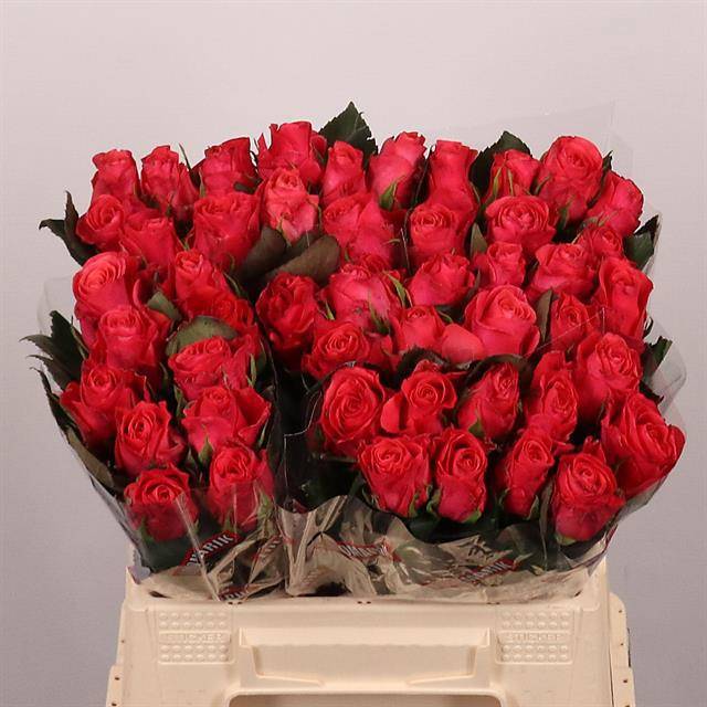 Роза од. Пинк Такази+ 40, шт.