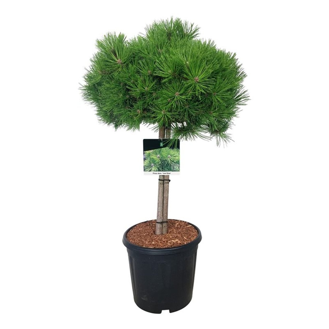 Pinus dens. 'Low Glow', D 32 cm