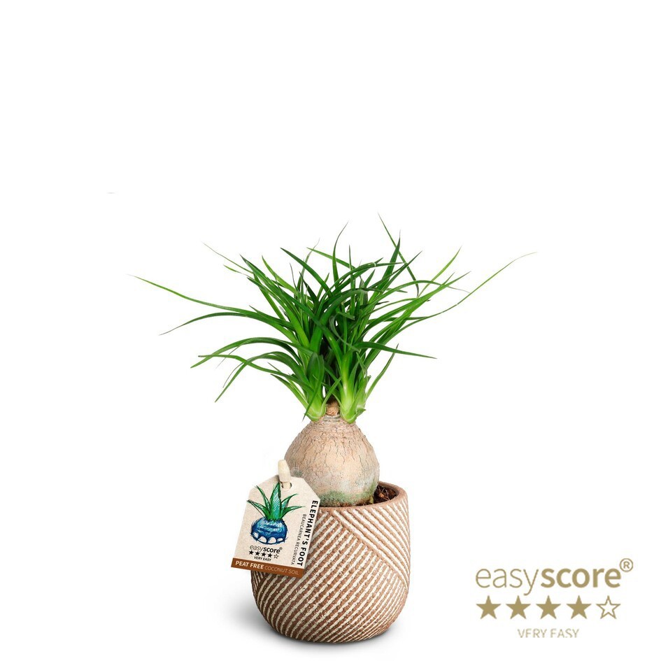 BEAUCARNEA RECURVATA 40603042 Grove, D 7 cm