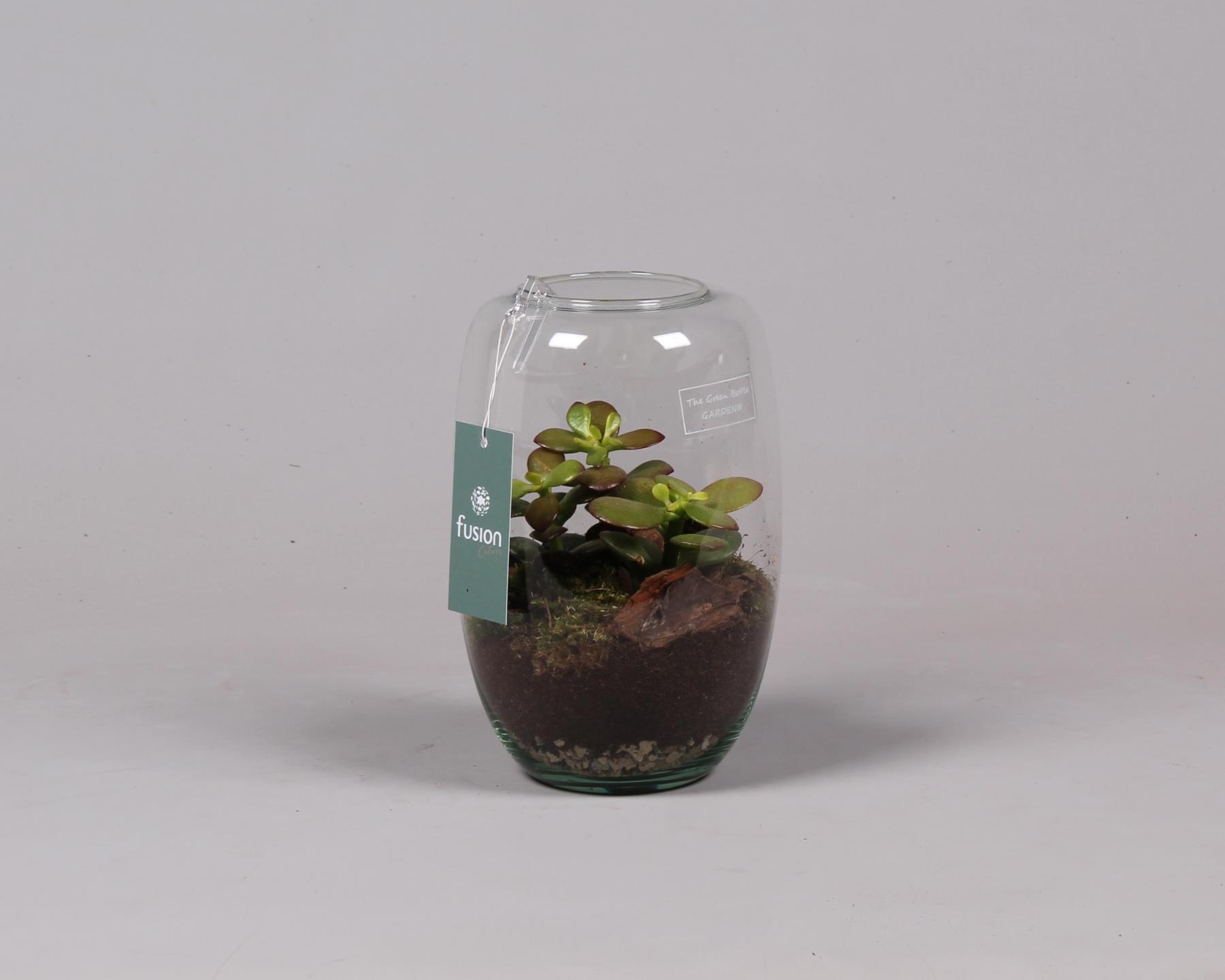 Green Bottle Isabella small met succulenten, D 15