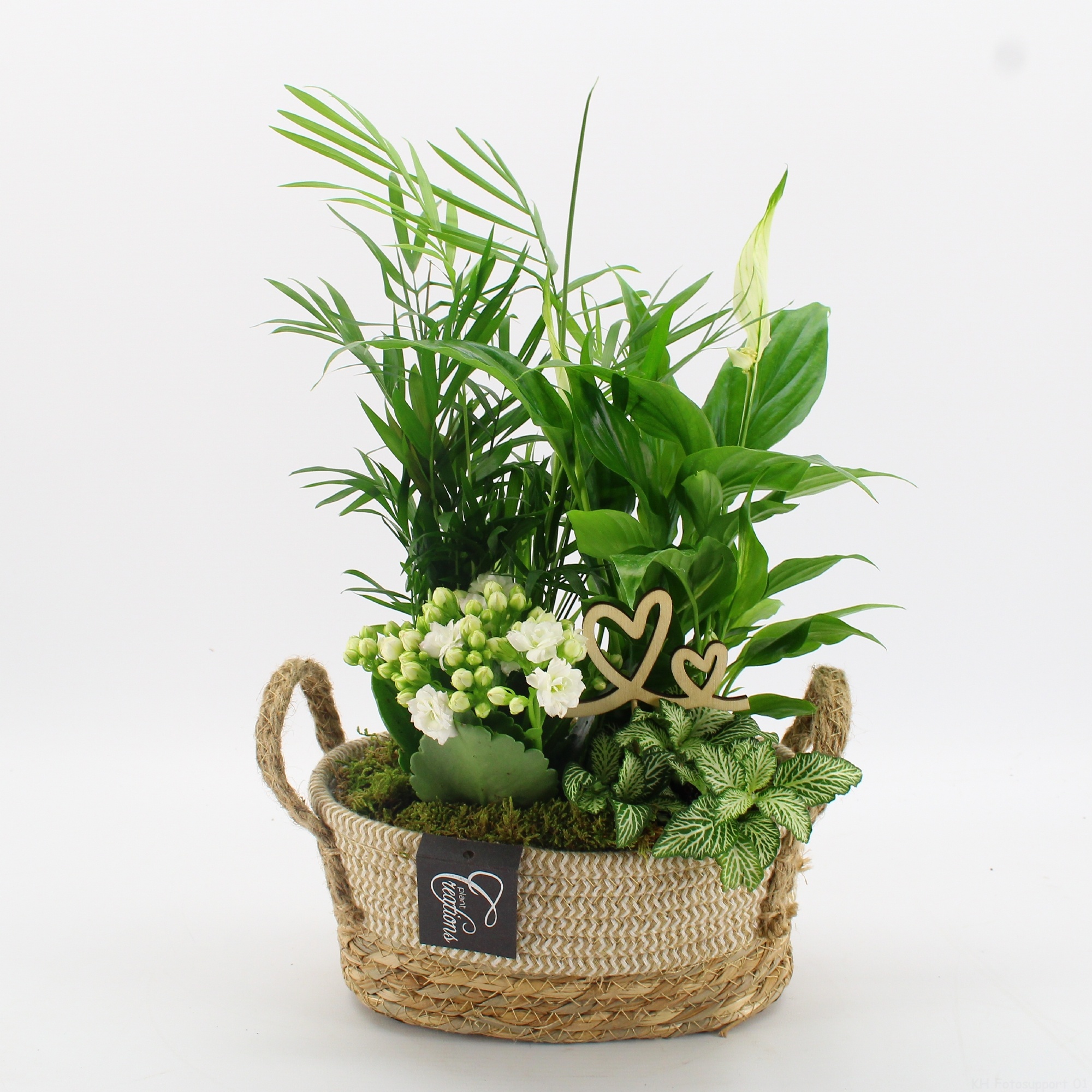 FDRM-2618W Romantic Fundamentals, D 24