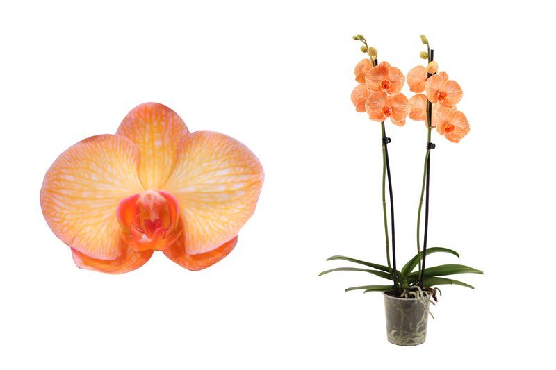 Phal I am Orange 2T14+, D 12 cm