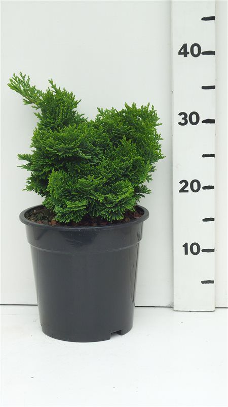 Chamaecyparis obt. 'Nana Gracilis', D 19