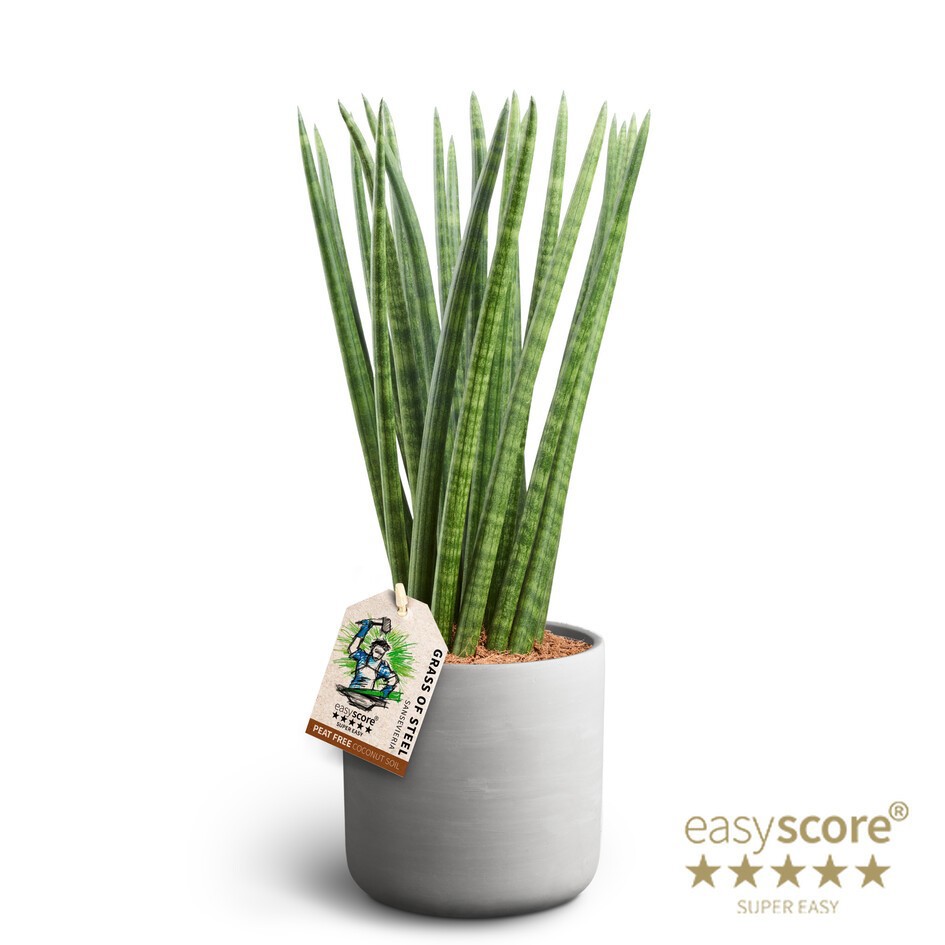 Raw Grey, Sansevieria ´Rocket´, D 16