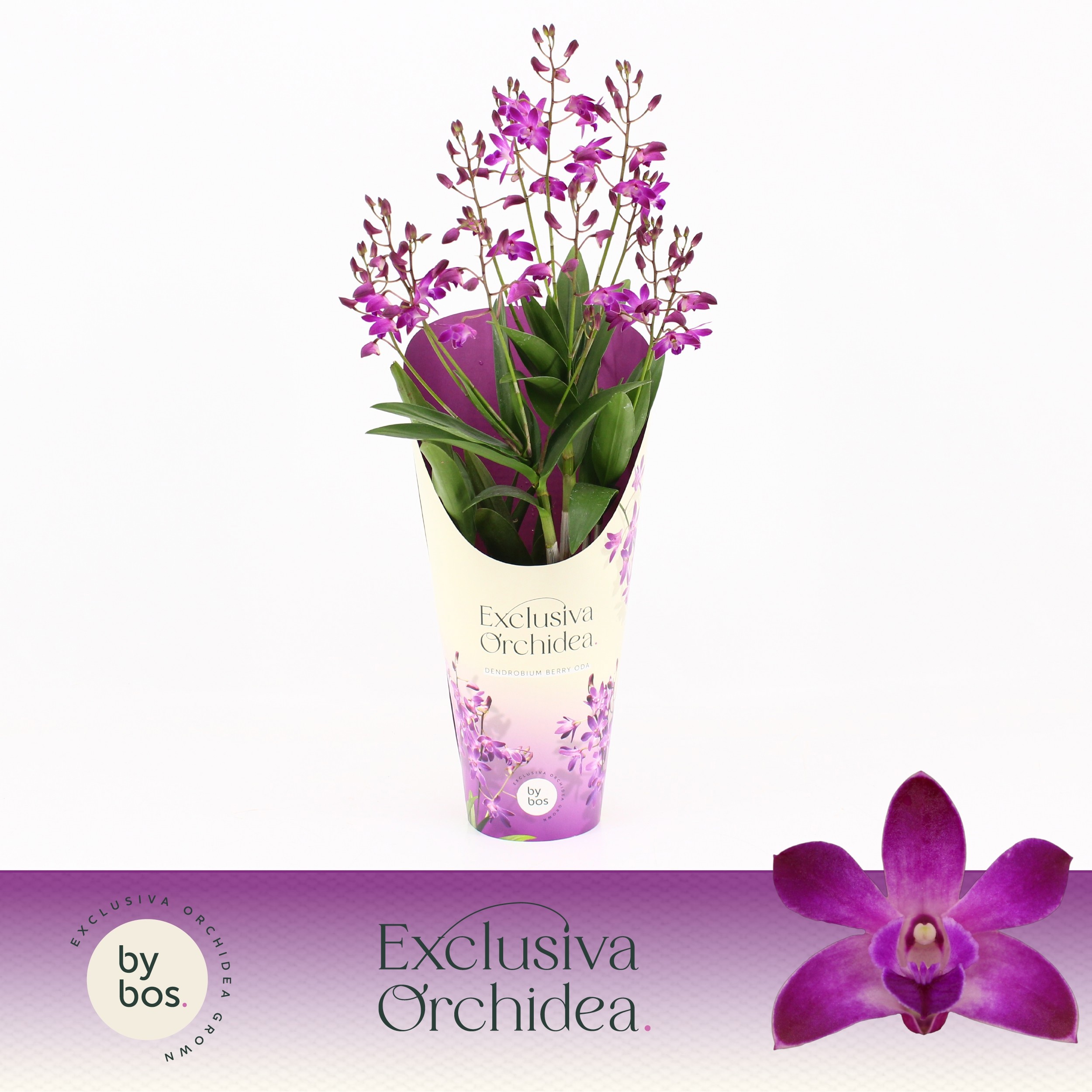 Dendrobium, Berry Oda 9+ spike 'Exclusiva Orchidea' Potcover, D 12