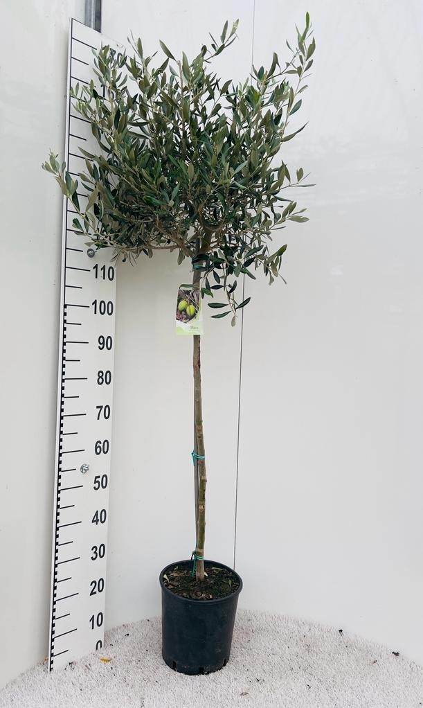 Olea europaea on stem, D 25