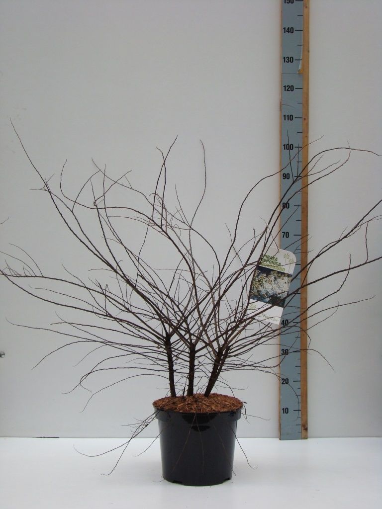 Spiraea nipponica 'Snowmound' C 7,5 60-80, D 27