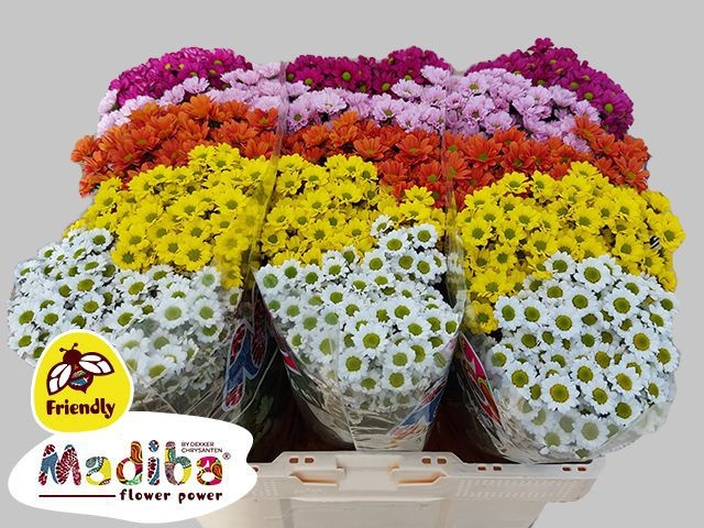 Сантини Мадиба Микс 5 цветов, шт.