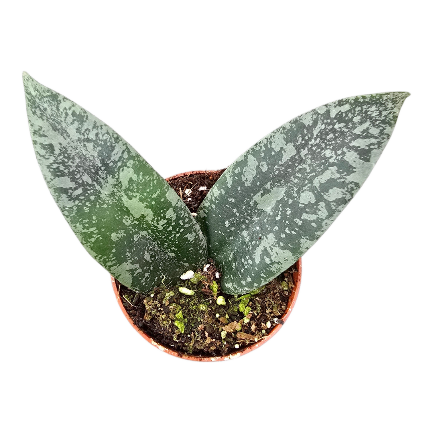 Hoya Flagellata Silver, D 7