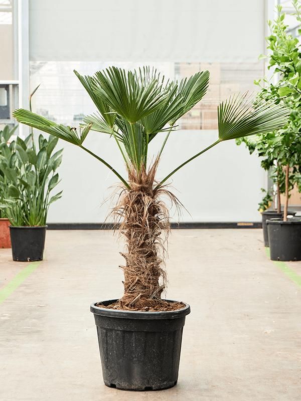 Trachycarpus wagnerianus, D 50