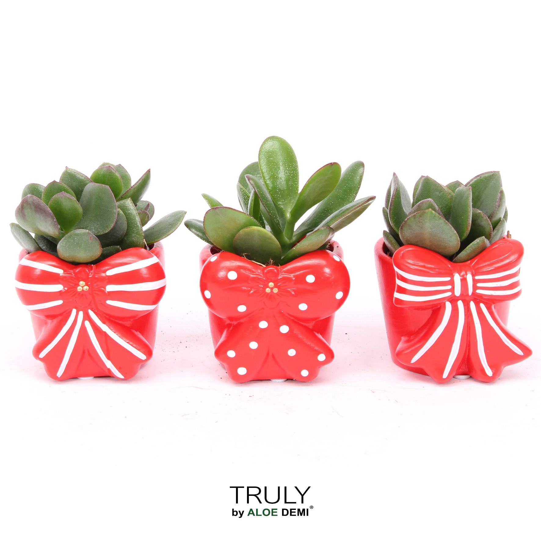 TRULY Crassula, Bow, D 7