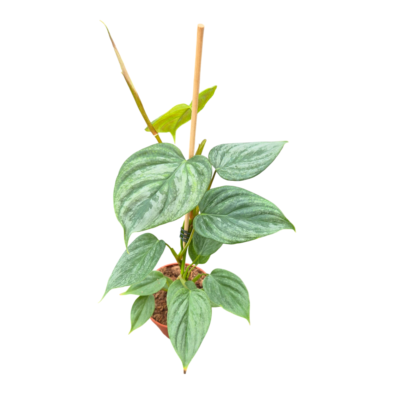 Philodendron Majestic, D 9