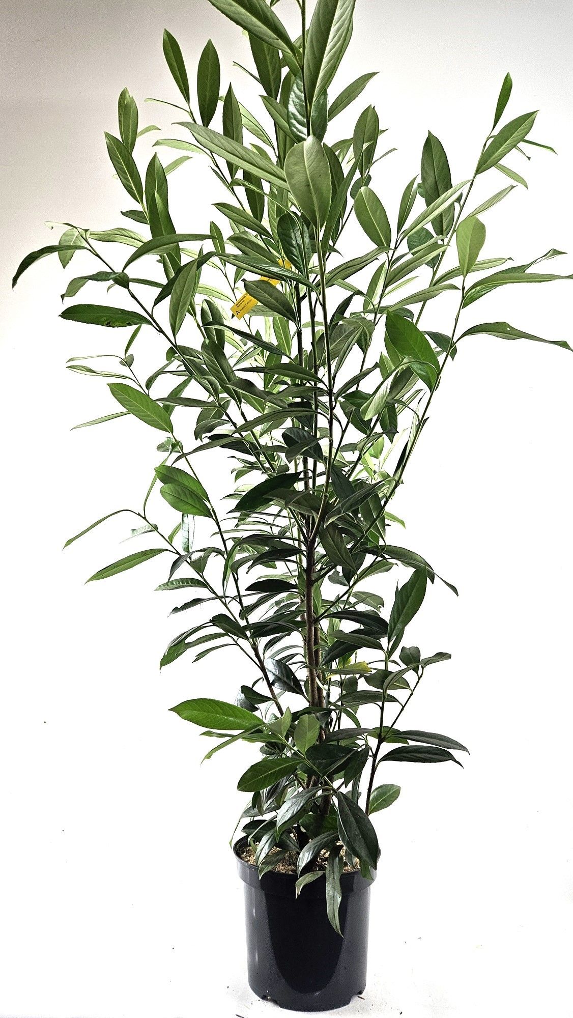 Prunus laur. 'Caucasica' 125-, D 26 cm