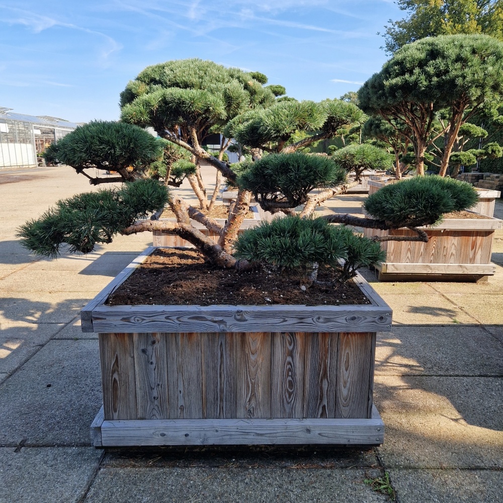 Pinus sylvestris 'Repens', D 120 cm