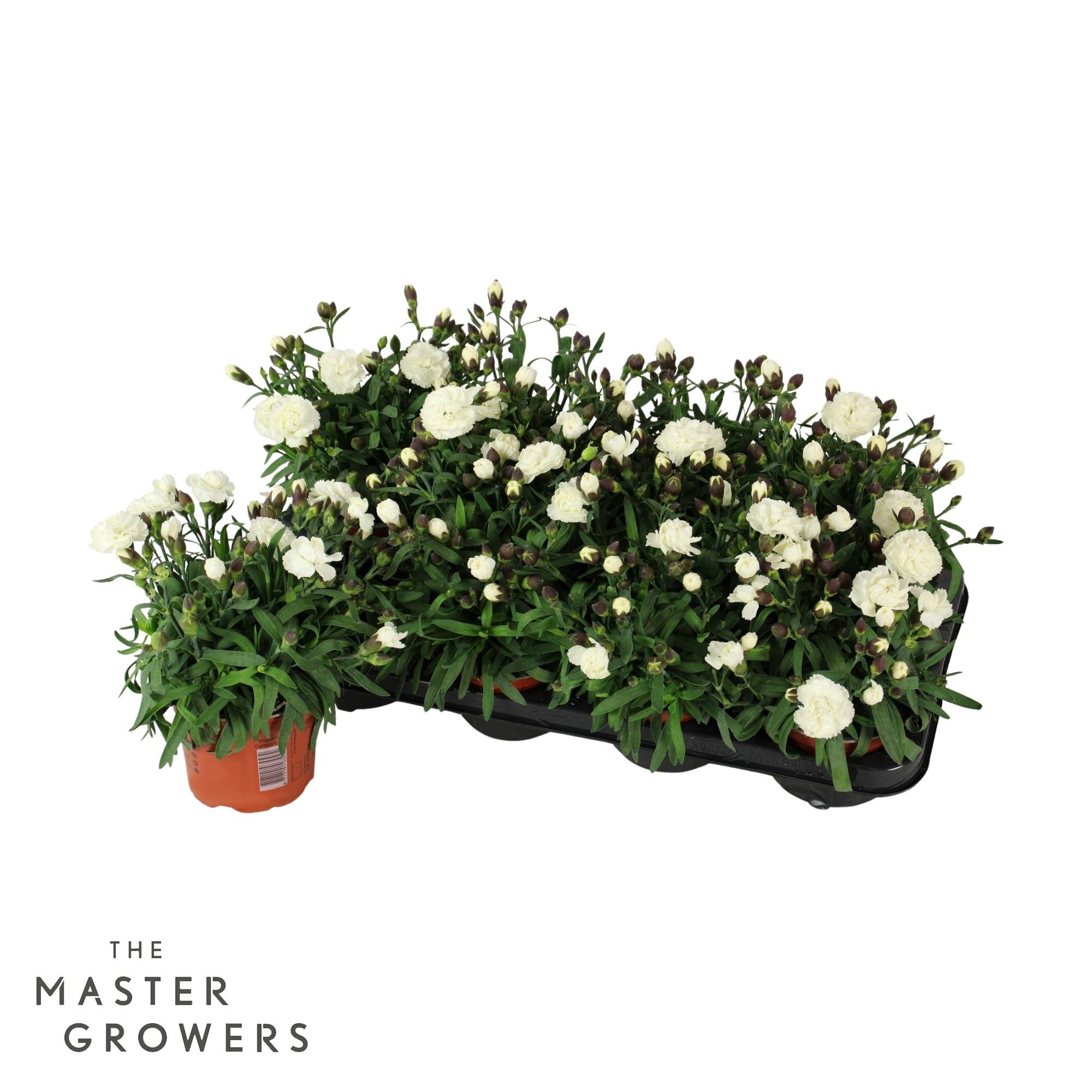 Dianthus caryophyllus 'Whitney', D 12