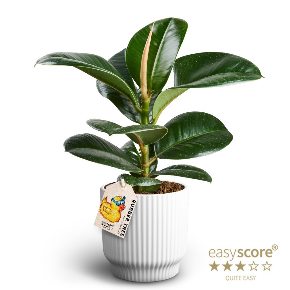 Nordic White, Ficus elastica ´Sofia', D 12