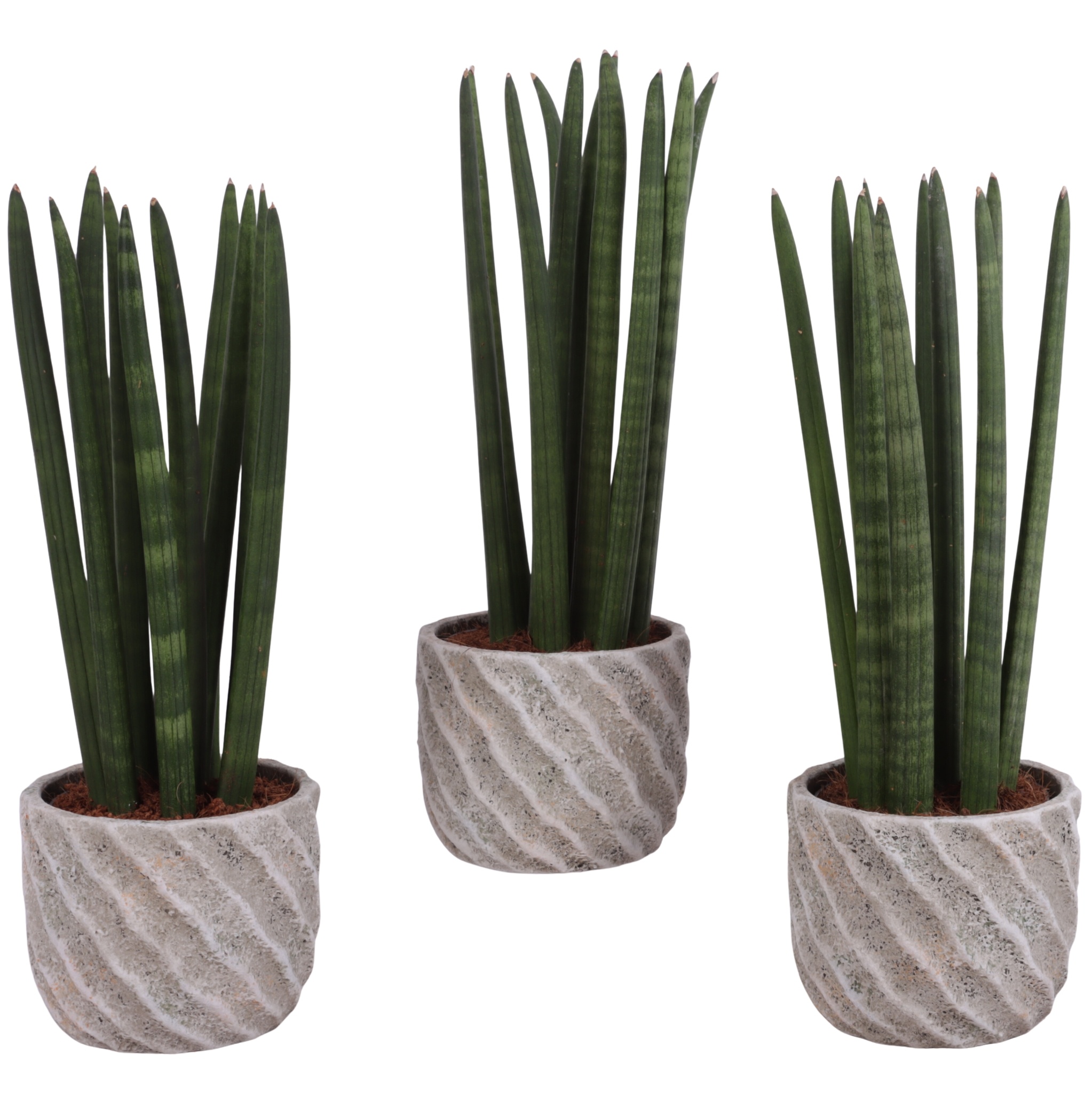 Sansevieria Cylindrica Straight 10 Leaf in Ø15cm Ceramic NT668, D 15 cm
