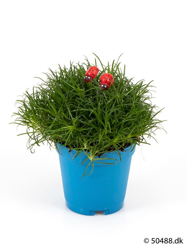 SAGINA PROCUMBENS 'WITH DECO', D 6