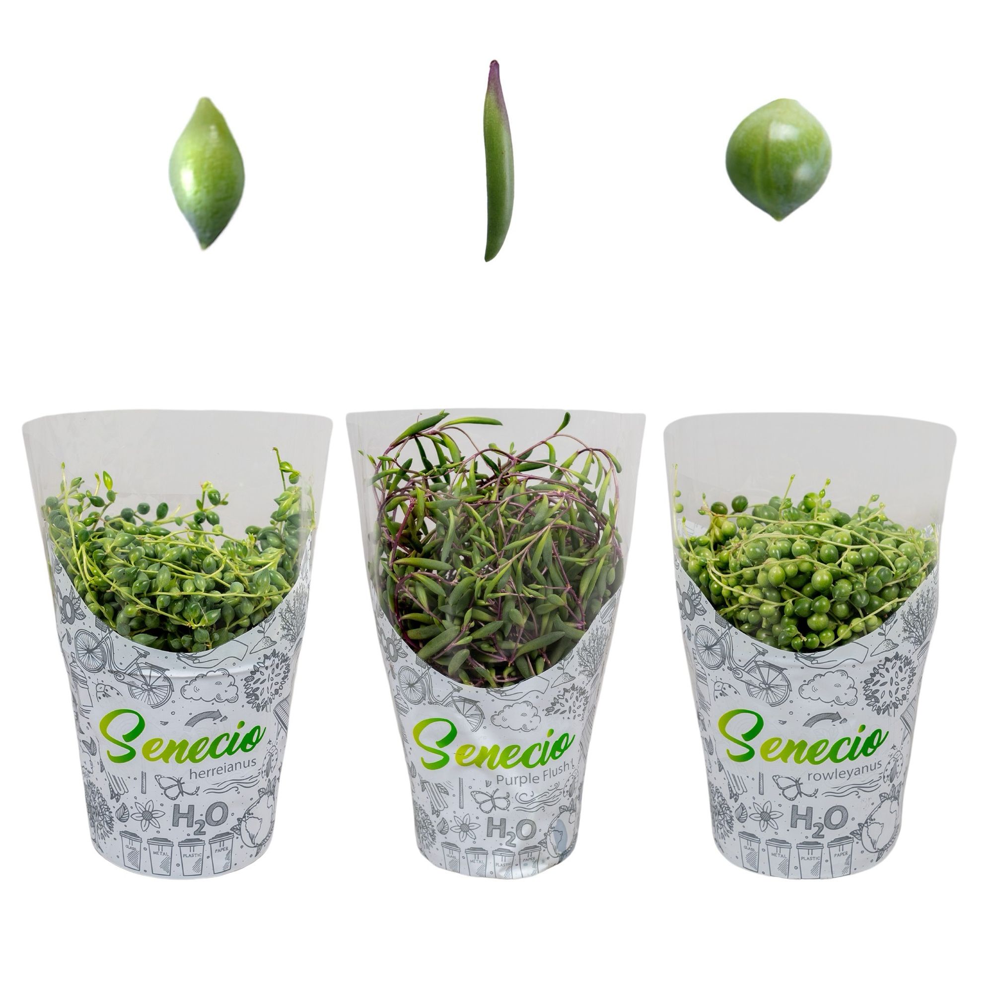 Senecio Mix in H2O Hoes (3 Soorten) - Rowleyanus, Herrianus en Purple Flush, D 12