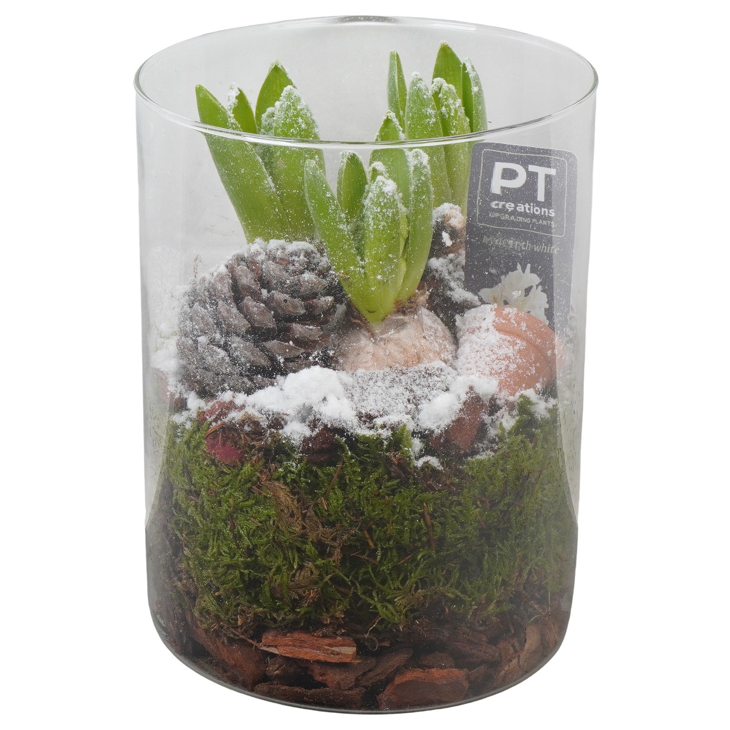 PTWH4076 Arrangement Winter Hyacint in glas cylinder, D 15