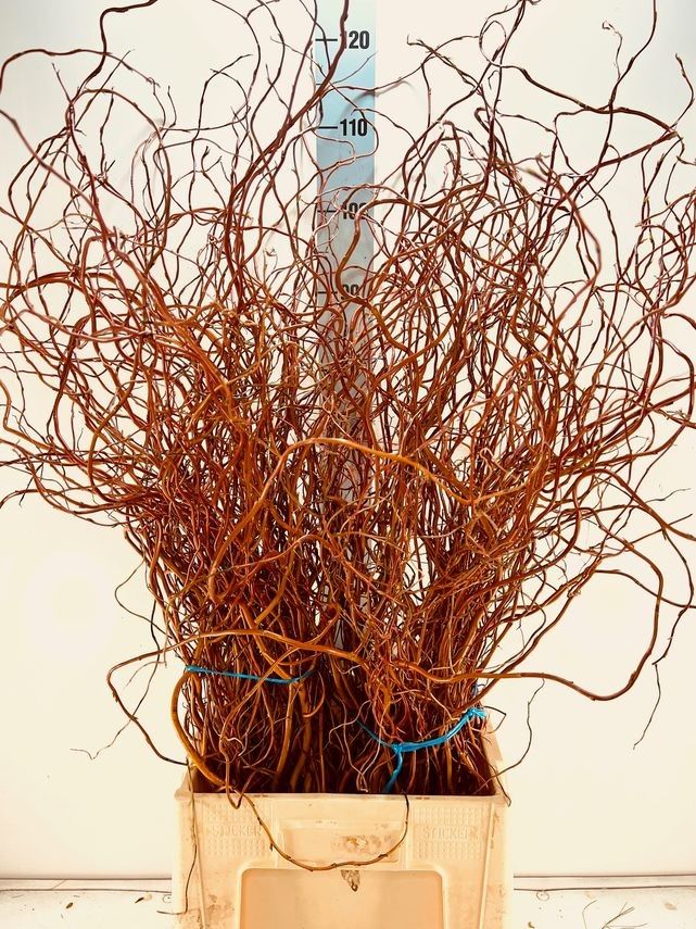 Саликс Овериг за пучок 100, пуч.