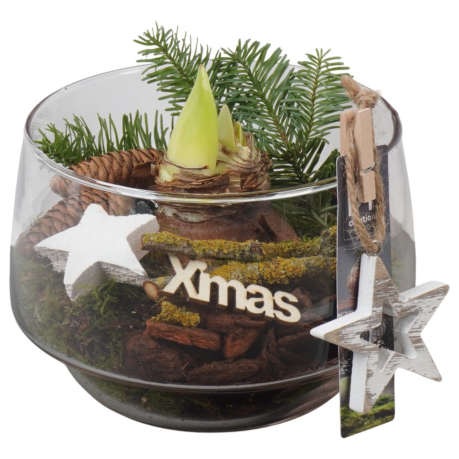 PTACH5927 Arrangement Amaryllis Christmas in glazen vaas, D 17 cm