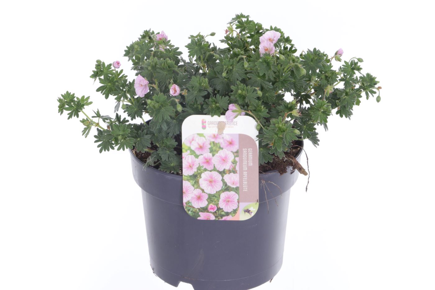 Geranium sang. Apfelblute, D 17