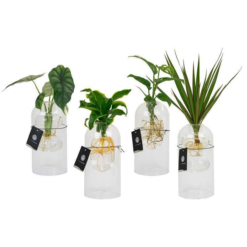 Botanist Water Roots, D 9 cm