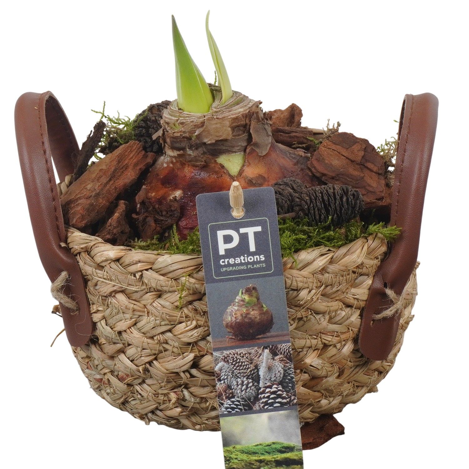 PTAA7552 Arrangement Amaryllis in rieten mand, D 15 cm