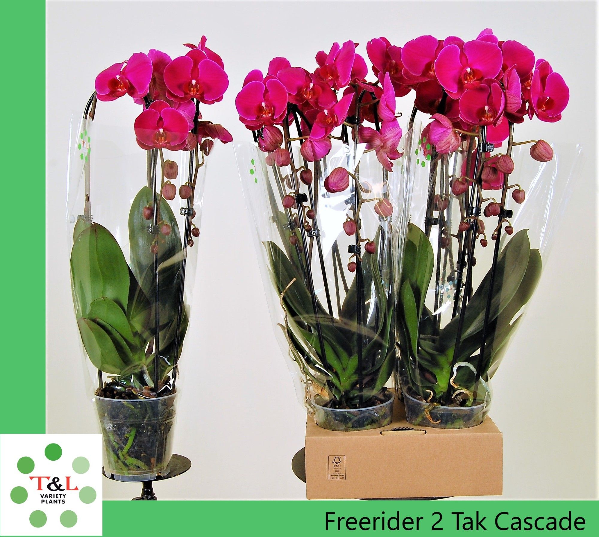 FreeRider 2 Tak Cascade, D 12