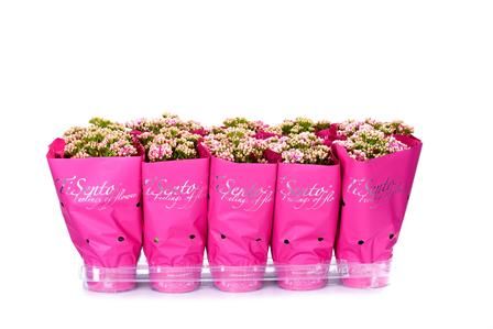 Calandiva 12 cm Roze in Roze, D 12