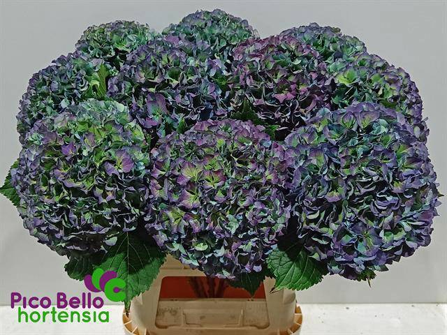 Гортензия Роял Парад Классик 90, шт.