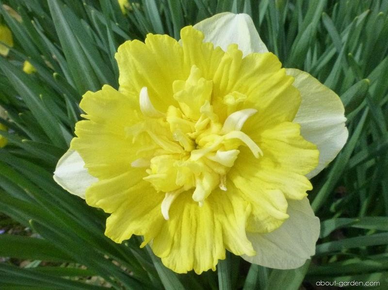 NARCISSUS INCOMPARABILIS 'FULL HOUSE', D 11