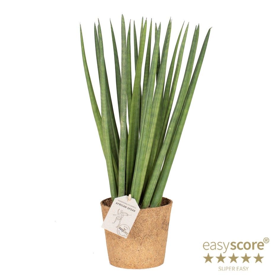 Sansevieria cylindrica Spaghetti - COCOZ, D 14