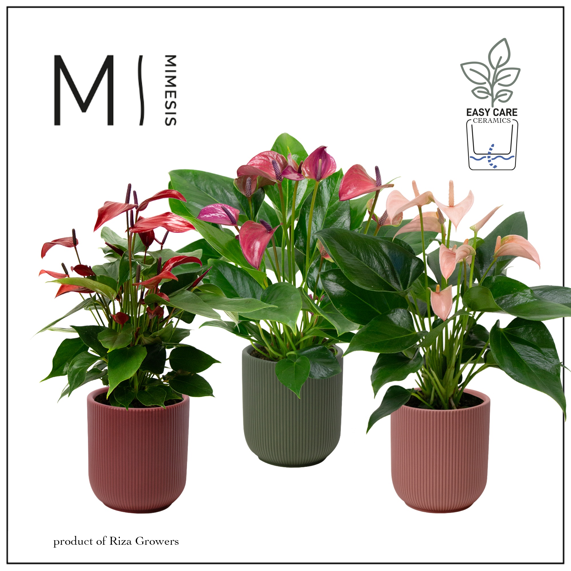 Mimesis Anthurium KARMA Multiflora mix - Atlanta Intens, D 12