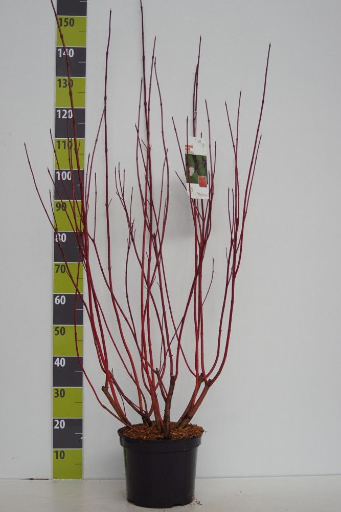 Cornus alba 'Sibirica' C 7,5, D 27
