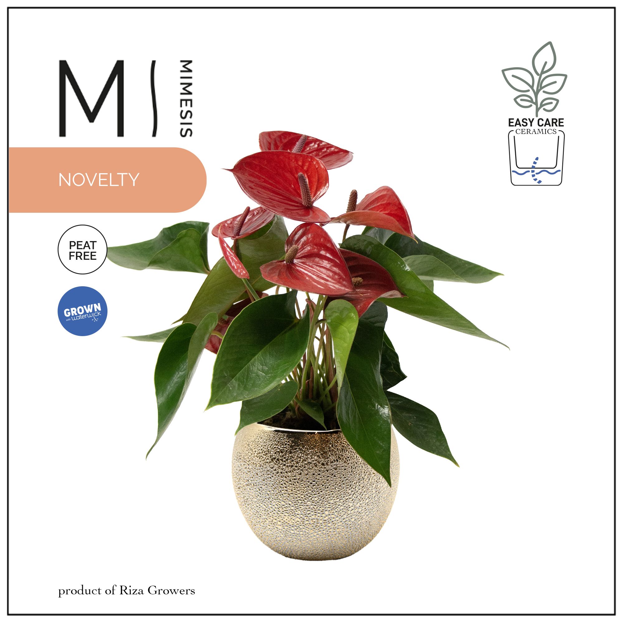 Mimesis Anthurium KARMA Picanta - 12cm Bubbly Gold, D 12