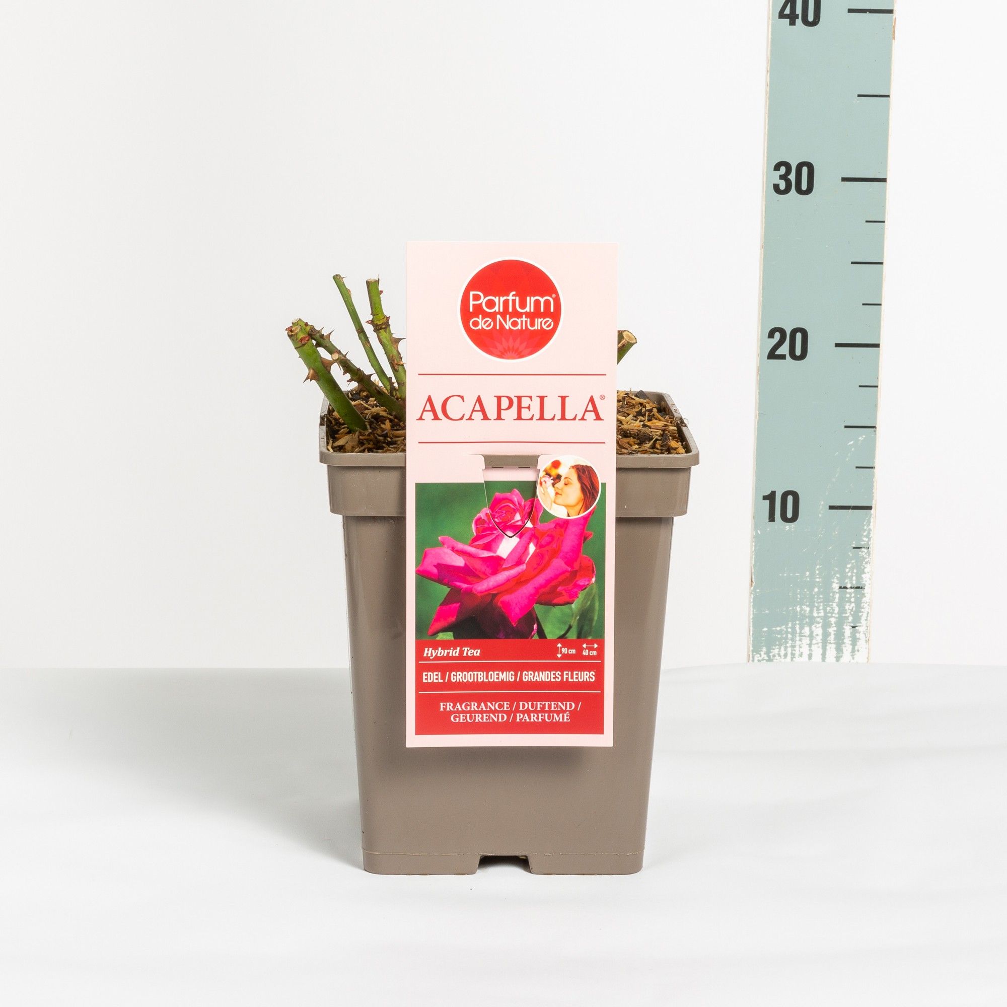 Rosa Acapella ® 'Parfum de Nature', C5, D 23 cm