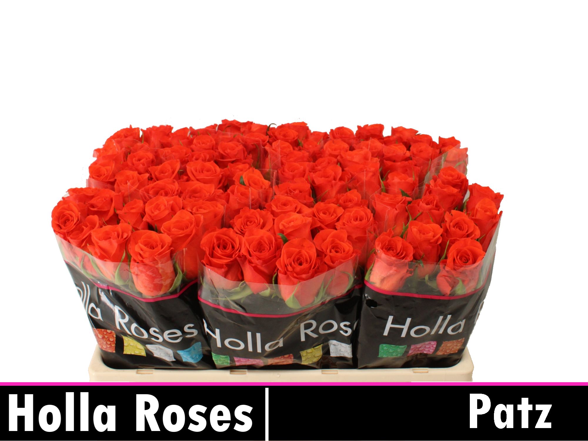 Роза од. Патц 50, шт.