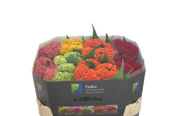 Целозия Кристата Реприз Микс в баке 70, шт.