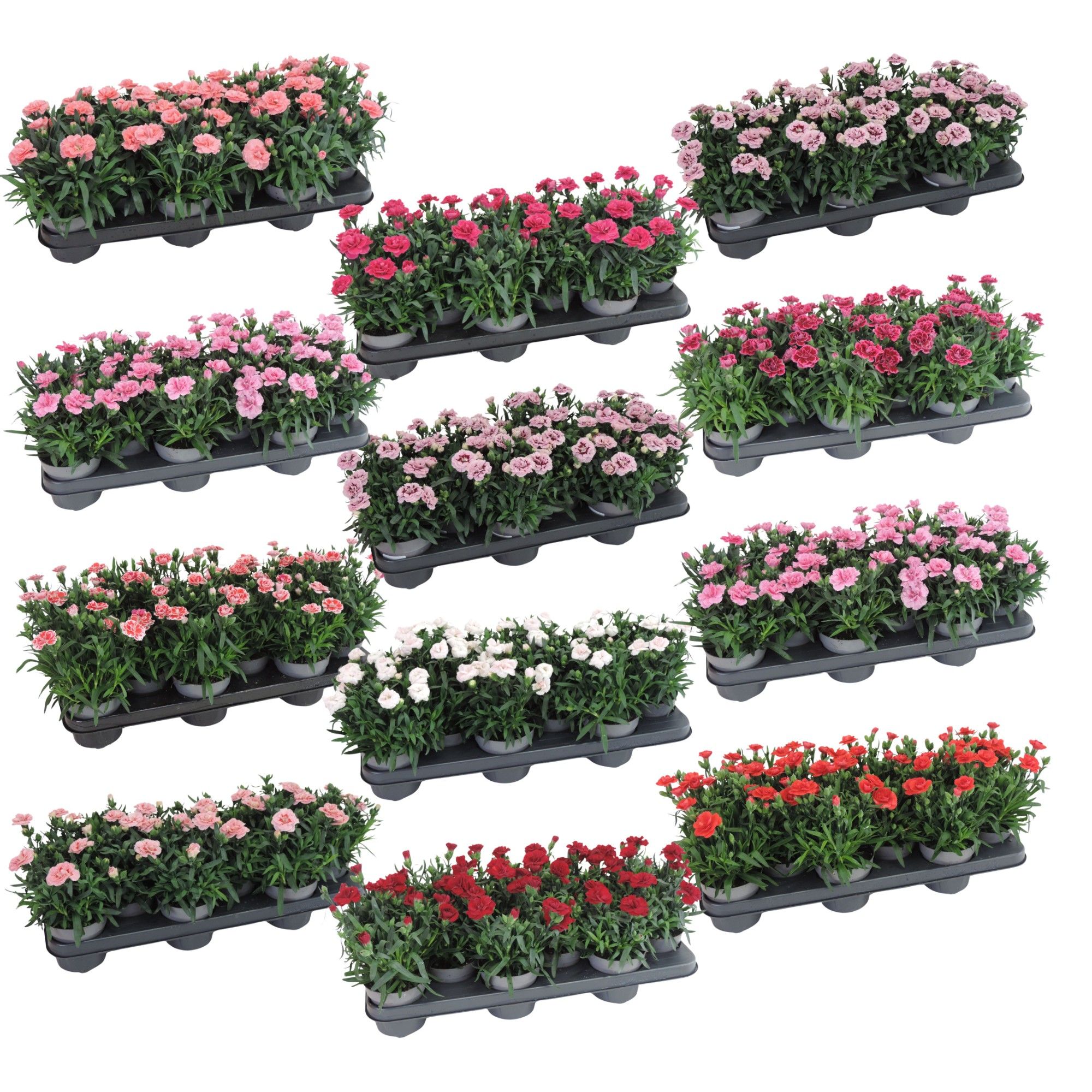 Dianthus Oscar Gemengd 10.5 cm, D 10,5