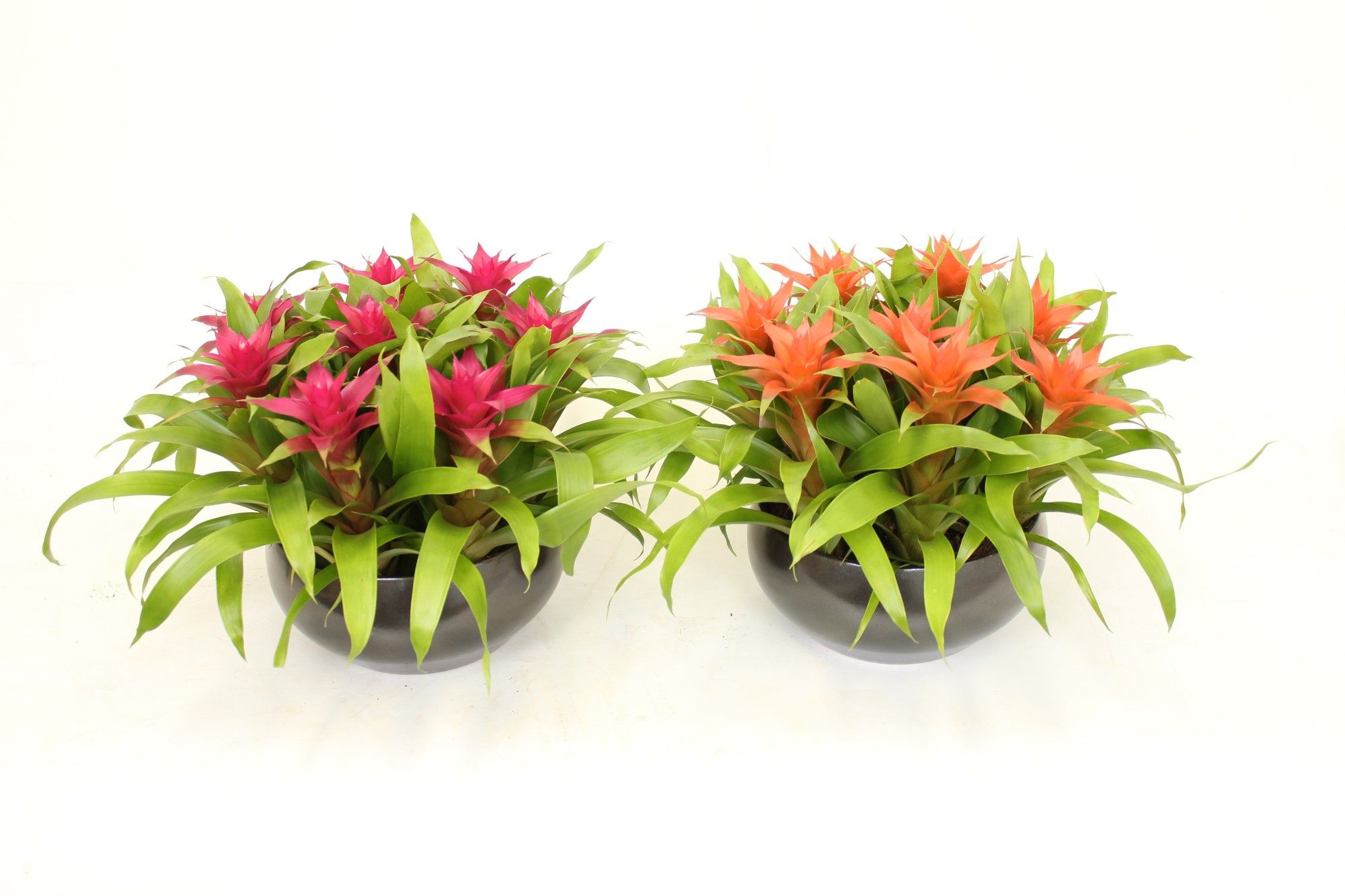 Maduro Mx Black schaal 26, D 24